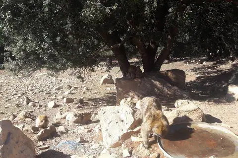 Tour di 5 giorni da Errachidia a Fès – Il Medio Atlante vicino a Ifrane sulla strada da Errachidia a Fès