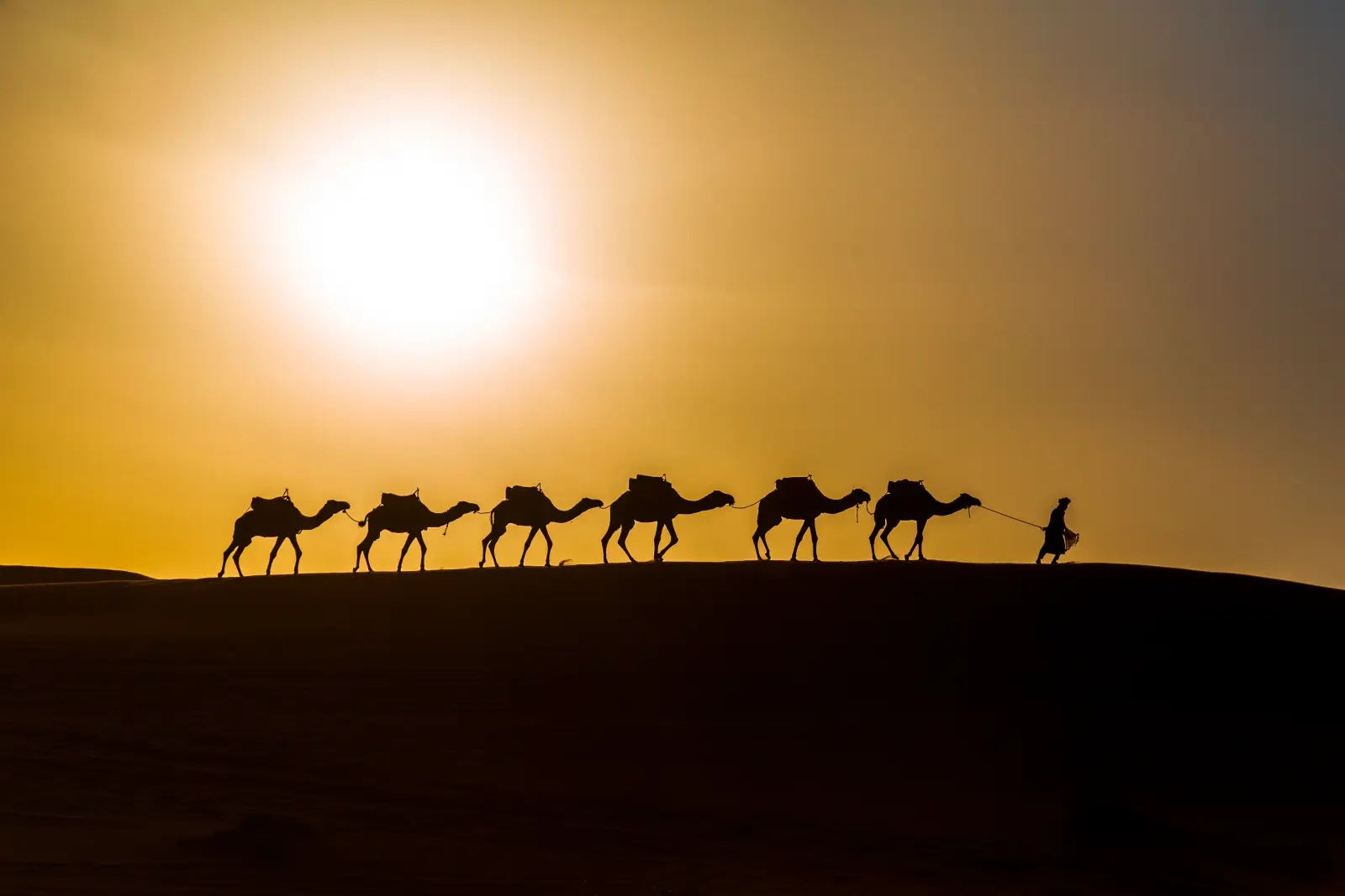Caravana de camelos rumo às dunas de Zagora ao pôr do sol